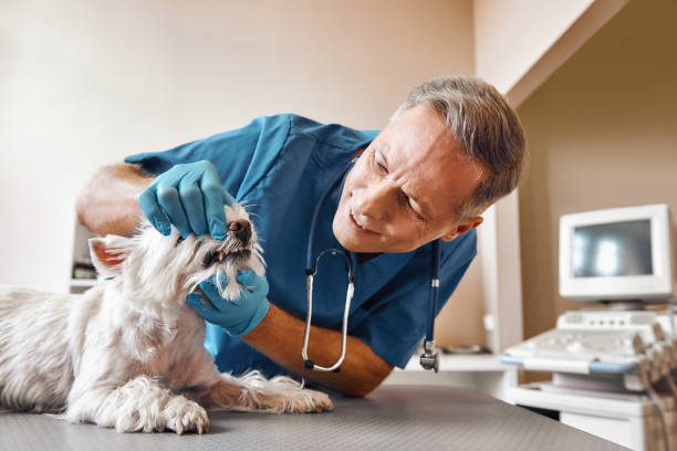 Best Pediatric Emergency Dentist in Bisbee, AZ